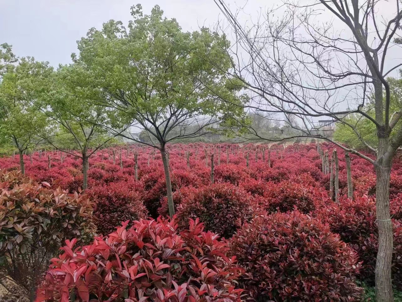 認(rèn)真做綠化人請您來場地喝茶，吃鐵鍋燉大鵝。